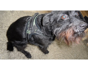 elad_kutya_prz_s_nyakrv_2