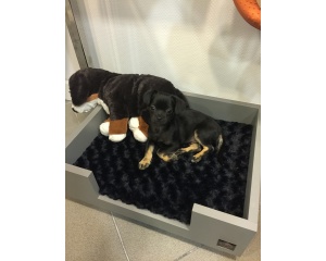 kutyafekhely kutyaágy vagner állatbútor