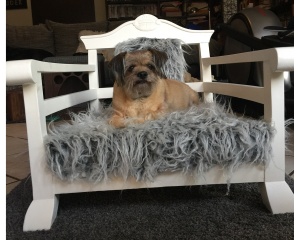 A hónap kutyafekhelye 2019. február