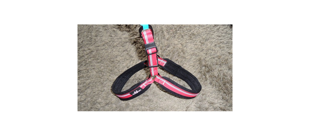 elad_kutya_prz_s_nyakrv_8