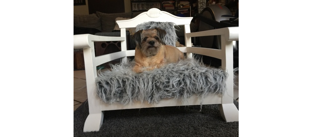 A hónap kutyafekhelye 2019. február