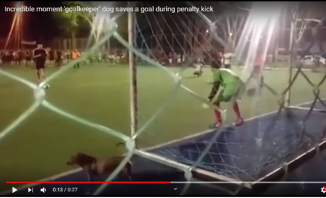 vagner modern kutyafekhely focizó kutya