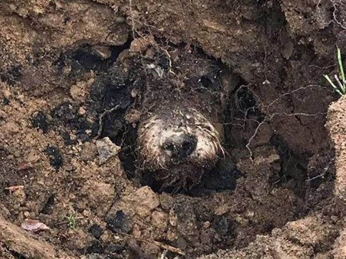 vagner modern kutyafekhely tacsi 1