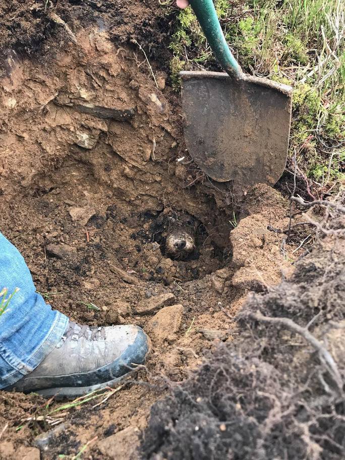 vagner modern kutyafekhely tacsi 2